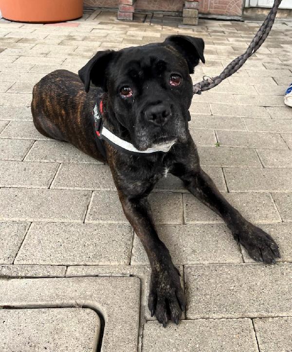 CHERRY BELLISSIMA BOXER Foto 4